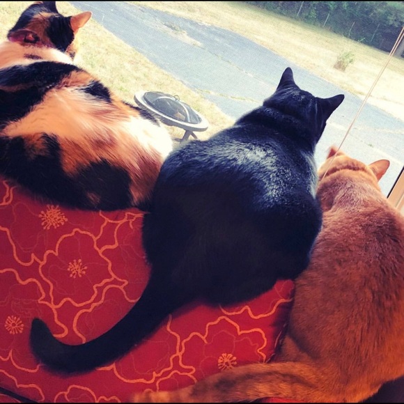 Meet your Posher, Emily - Picture 3 of 5